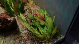 Echinodorus quadricostatus im Aquarium pflegen