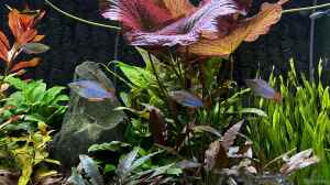 Einrichtungsbeispiele mit Zwerg-Neon-Regenbogenfischen