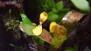 Begonia im Terrarium pflegen