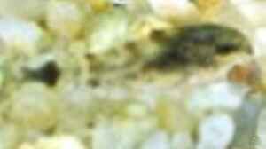 Aquarien für Corydoras hastatus
