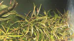 Aquarien mit Hygrophila lancea