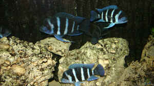 Cyphotilapia Frontosa Blue Zaire