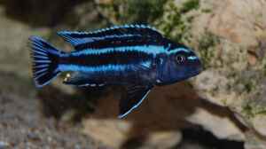 Einrichtungsbeispiele für Aquarien mit Melanochromis johannii