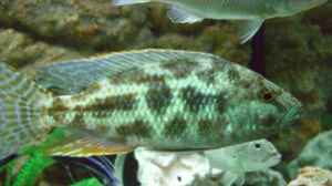 Einrichtungsbeispiele für die Haltung von Nimbochromis polystigma