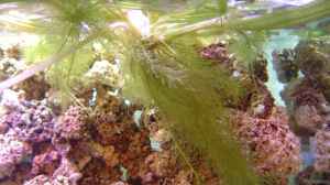 Eichhornia crassipes im Aquarium pflegen
