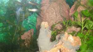 Regenbogenfische im Aquarium halten