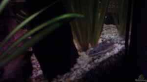 Engelswels im Aquarium halten