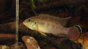 Pelvicachromis taeniatus - ein Versteckbrüter aus Westafrika