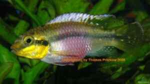 Pelvicachromis - die Arten von Nigeria bis Kongo