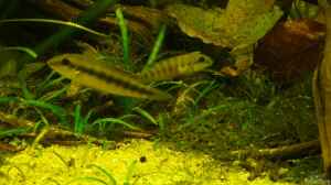 Pelvicachromis - Die Arten aus Guinea , Liberia und Sierra Leone 