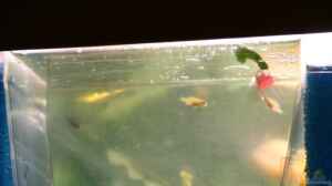 nur noch 1 Labidochromis caeruleus Baby, die ander