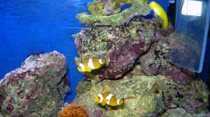 Clownfische im Aquarium halten