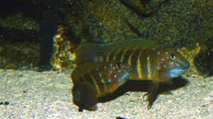 Eretmodus cyanostictus im Aquarium halten