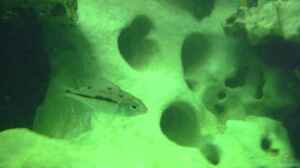 Protomelas kirkii im Aquarium halten