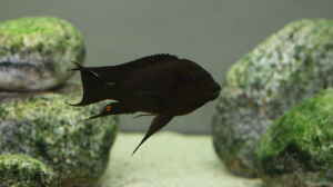 Petrochromis trewavasae im Aquarium