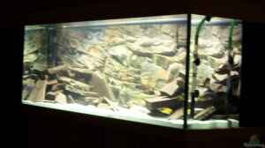 Bild aus dem Beispiel Becken 8330 von cichliden-aquarium.de