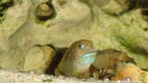 Spathodus erythrodon im Aquarium halten
