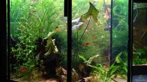 Shinnersia rivularis im Aquarium pflegen