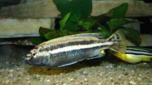 Melanochromis auratus Männchen nach der Umfärbun