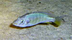 Paralabidochromis chilotes im Aquarium