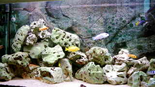 wurzeln und steine im aquarium