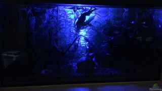 aquarium einrichten beleuchtung