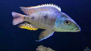 aquarium einrichten einkaufsliste malawi aquarium fische