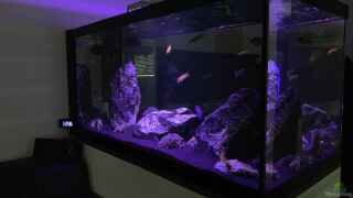 aquarium einrichten richtige aquarienart und groesse