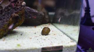 aquarium einrichtung