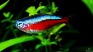 aquarium einrichten tipps