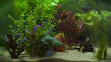 Mein erstes kleines Aquarium ) von Naddäl