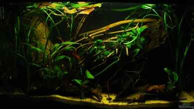 Home of Pelvicachromis von Benjamin Hamann