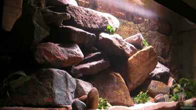 Mbuna Rocks von Kai Pragal