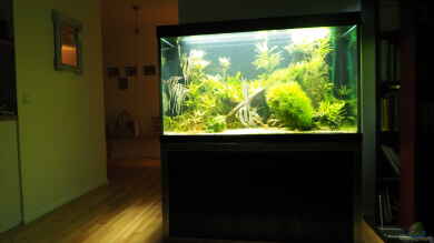 Aquarium mit Altums von Bosco
