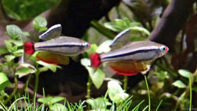 Tanichthys micagemmae - Vietnames. Kardinalfische von Summse