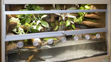 Aquaterrarium-Paludarium für Krokodilschwanzechsen von Hoppe-Terrarienbau