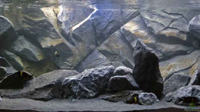 Tanganjika Aquarium von baumringzaehler