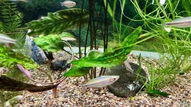 Regenbogenfische - Mamah River - AUFGELÖST von Helga Kury