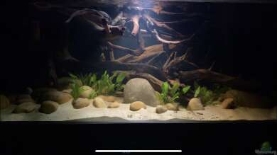 Uferbereich Rio Negro von Lowrey1983