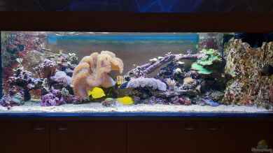 Meerwasseraquarium von carkl