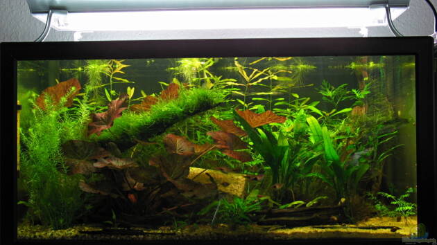 Zum Beispiel Becken 10186