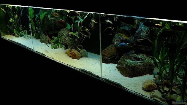 Zum Beispiel Becken 1029