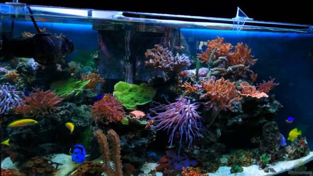 Zum Beispiel Becken 10342