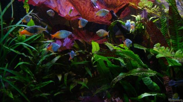 Zum Beispiel Becken 10393