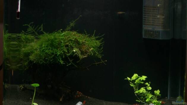 Zum Beispiel Becken 10845