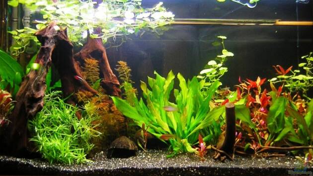 Zum Beispiel Becken 11011