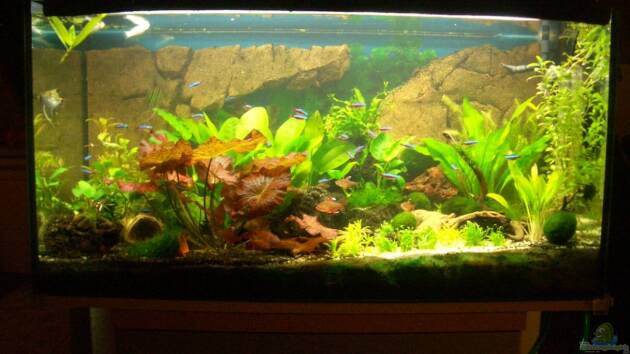 Zum Beispiel Becken 11259