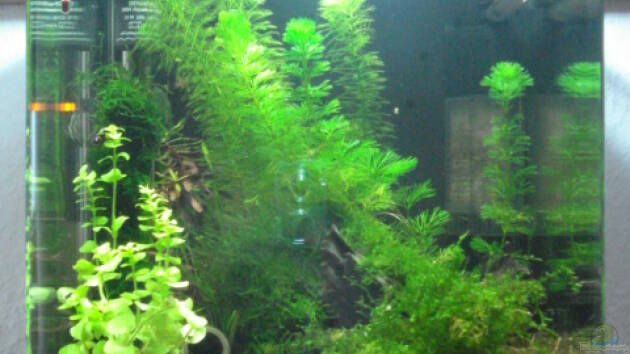 Zum Beispiel Becken 11276