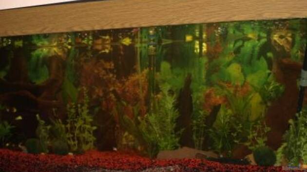 Zum Beispiel Becken 11286