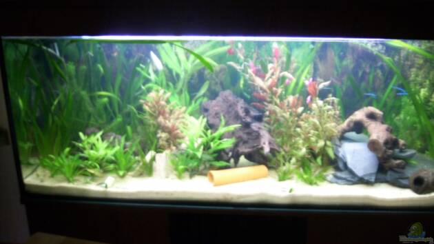 Zum Beispiel Becken 11411